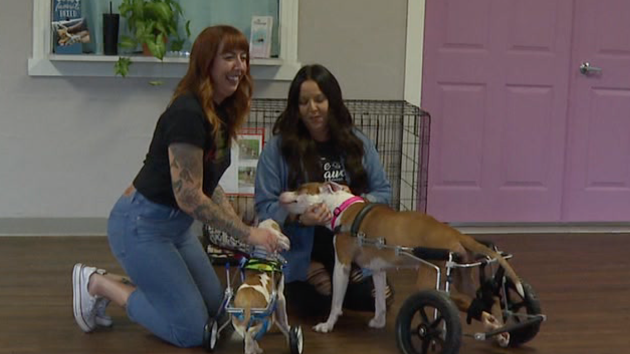 Animal rescue out of old Pasco Co. church gives animals second chance at life - Vimarsana News